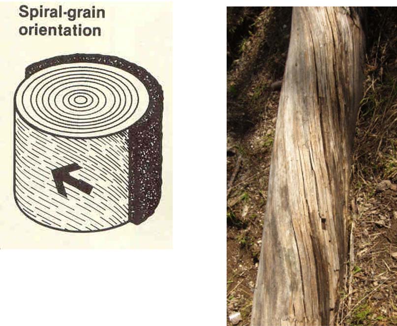 grain spirality