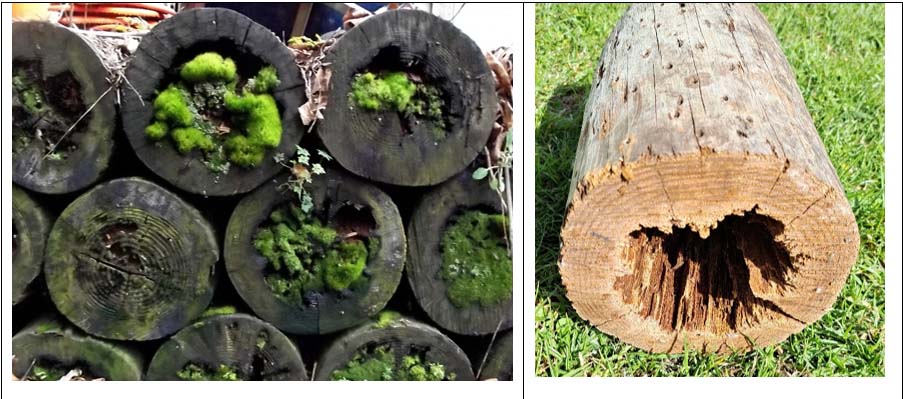 treated pole cross cut