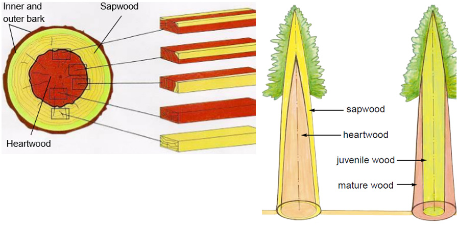 wood breakdown